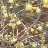 Chimonanthus Praecox 'Concolor' - Winter Sweet, Chimonanthus