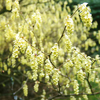 Chimonanthus Praecox - Winter Sweet, Chimonanthus