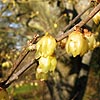 Chimonanthus Praecox - Luteus