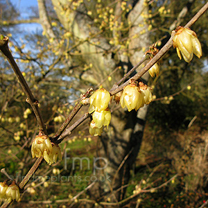 Chimonanthus Praecox 'Luteus' - Winter Sweet, Chimonanthus