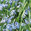 Chionodoxa Forbesii