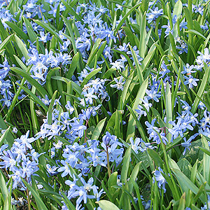 Chionodoxa Forbesii