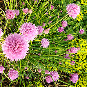 Allium Schoenoprasum - Chive, Allium