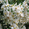 Choisya Ternata - Aztec Pearl