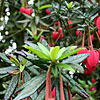 Chrinodendron Hookerianum