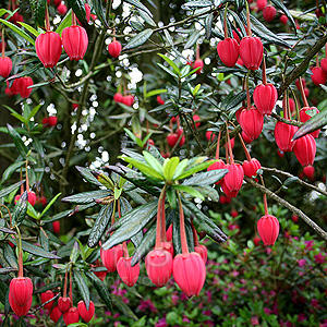 Chrinodendron Hookerianum