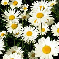 Chrysanthemum Superbum 'Marconi'