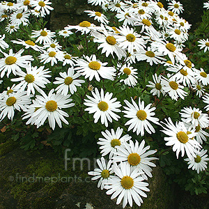 Chrysanthemum Yezoense