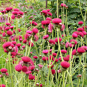 Cirsium Rivulare Atropurpureum