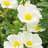 Cistus Laurifolius