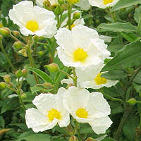 Cistus Laurifolius - Rock Rose