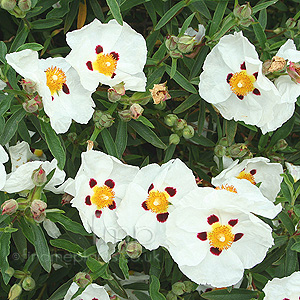 Cistus X Purpureus Alan Fradd