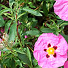 Cistus Purpureus - Betty Taudevin