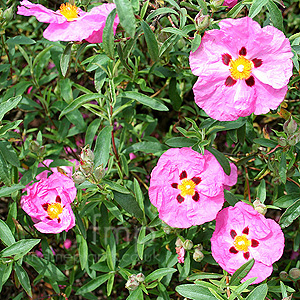 Cistus Purpureus Betty Taudevin - Rock Rose