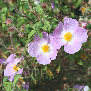 Cistus Incanus 'Creticus'