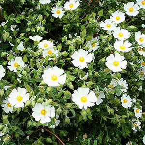 Cistus X Florentinus Fontfroide - Rock Rose