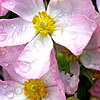 Cistus - Greyswood Pink