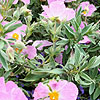 Cistus X Bornetianus - Jester