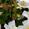 Cistus Populifolius - Major