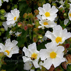 Cistus Populifolius 'Major' - Rock Rose