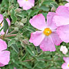 Cistus X Argenteus - Peggy Sammons