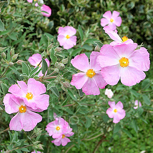 Cistus X Argenteus 'Peggy Sammons' - Rock Rose