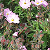 Cistus X Skanbergii