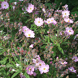 Cistus X Skanbergii - Rock Rose