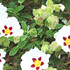 Cistus Snowfire