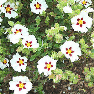 Cistus Snowfire - Rock Rose