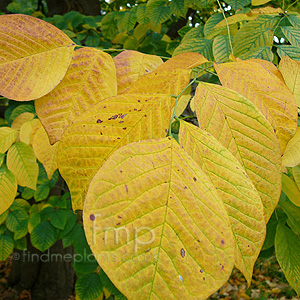 Cladrastis Kentukea - Yellow Wood