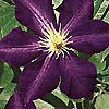 Clematis Jacmanii