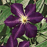 Clematis Jacmanii