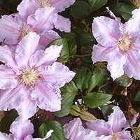 Clematis 'Sealand Gem'