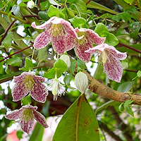 Clematis Cirrhosa 'Freckles'