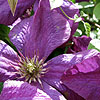 Clematis - Abundance