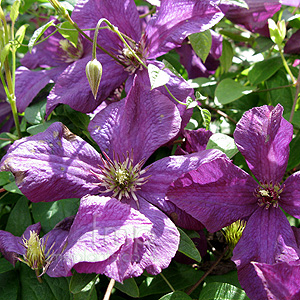 Clematis 'Abundance'