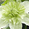 Clematis - Alba Plena