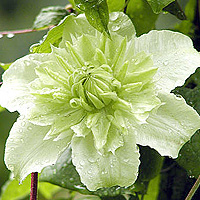 Clematis 'Alba Plena'