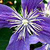 Clematis - Arabella