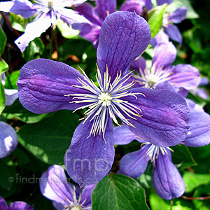 Clematis 'Arabella' - Herbaceous Clematis