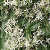 Clematis Armandii