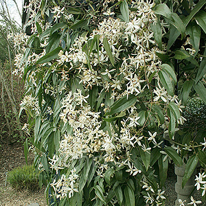 Clematis Armandii - Evergreen Clematis