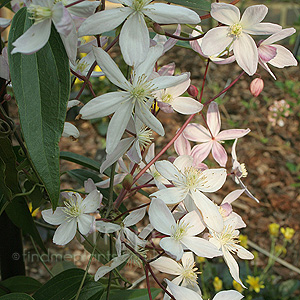 Clematis Armandii 'Apple Blossom'