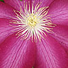 Clematis - Bourbon