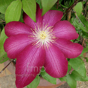 Clematis 'Bourbon'