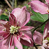 Clematis - Broughton Star