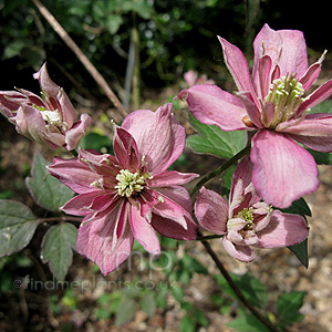 Clematis 'Broughton Star'