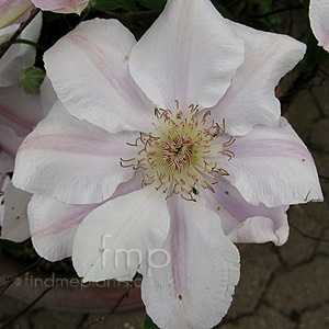 Clematis