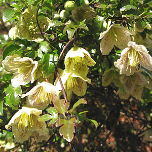 Clematis Cirrhosa 'Balearica'